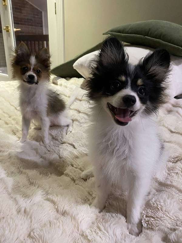 tri-colored-papillon