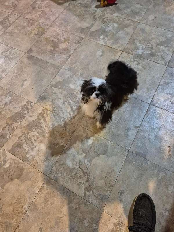 male-shih-tzu