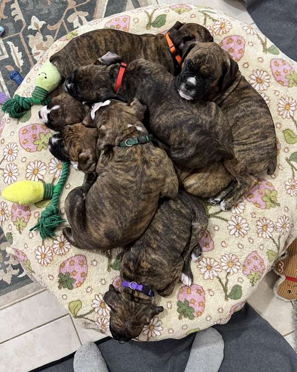 mixed-boxer-puppy