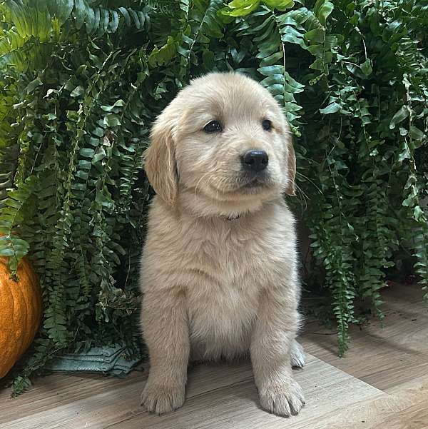 mixed-golden-retriever-dog