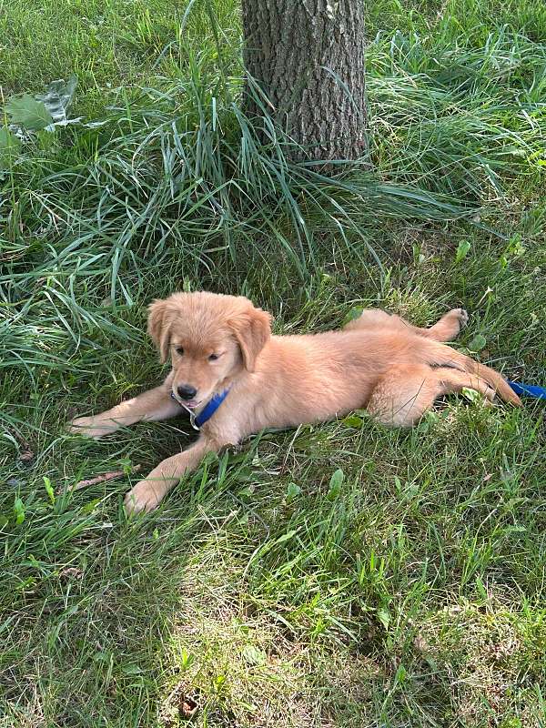 mixed-golden-retriever