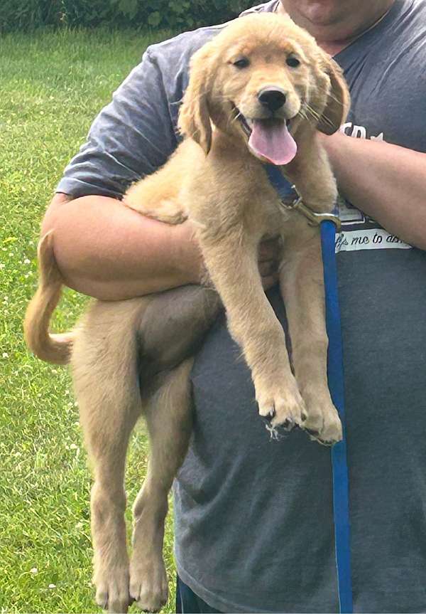 standard-golden-retriever