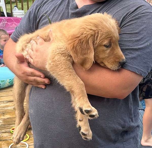 golden-retriever