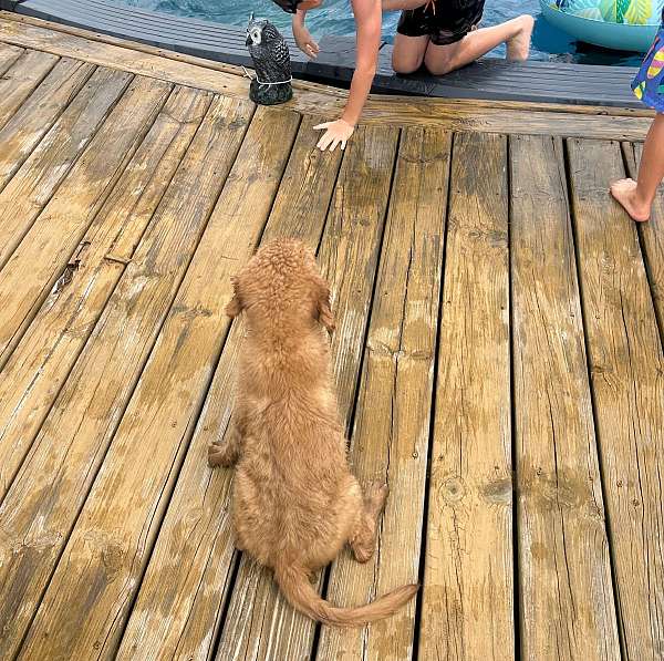 golden-retriever-dog-for-sale