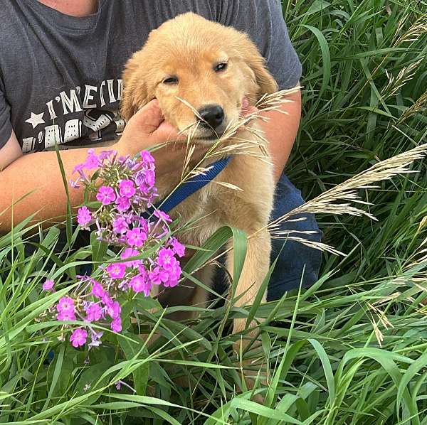 kid-friendly-dog