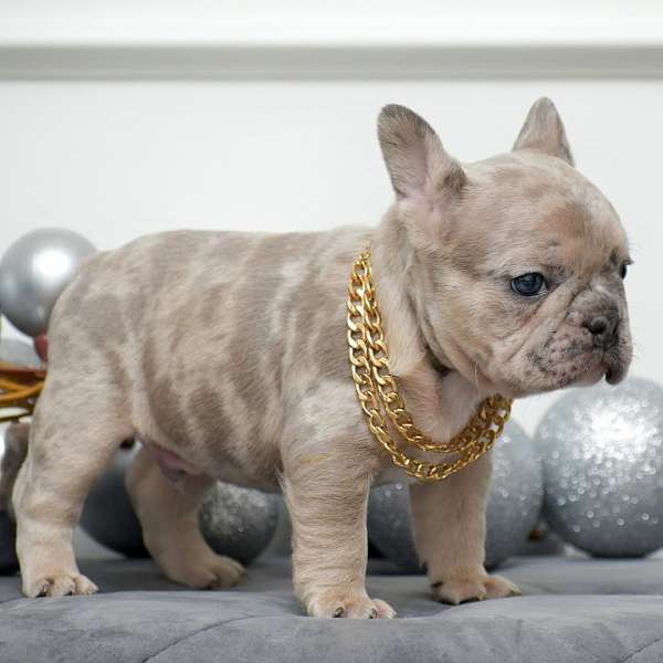 hunting-bulldog