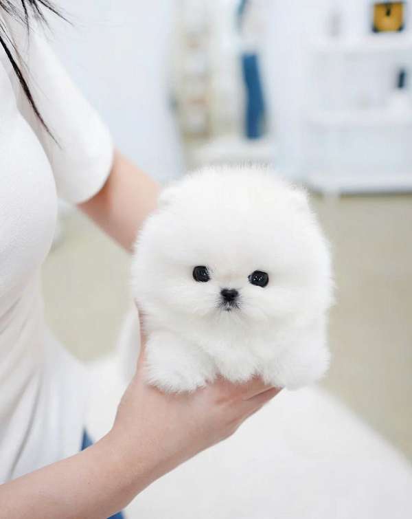 hypoallergenic-pomeranian