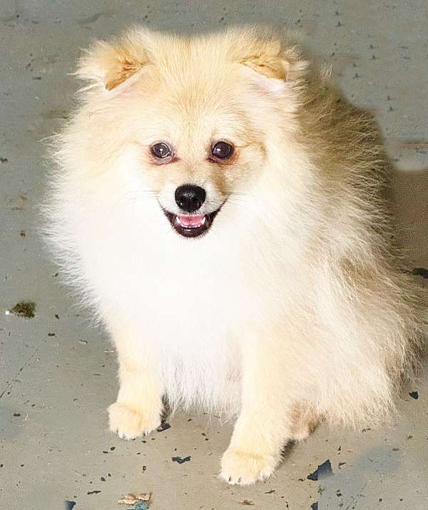pomeranian-breeder-in-south-carolina-dog