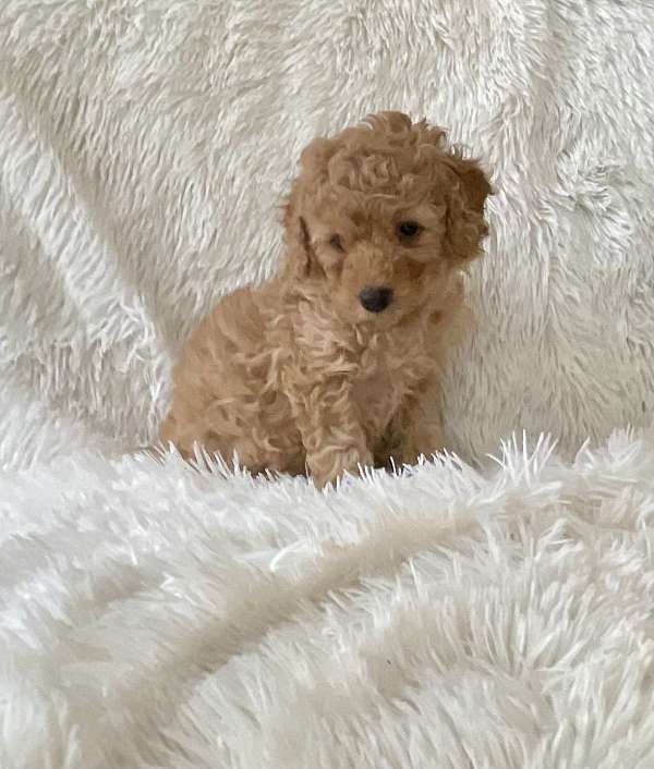 male-malti-poo-dog