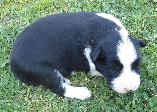 long-haired-border-collie