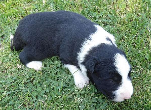 long-haired-border-collie