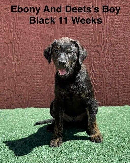 black-tan-double-coated-labrador-retriever