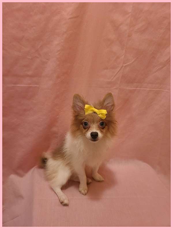 double-coated-pomeranian