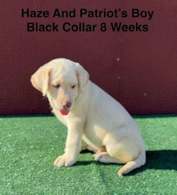 double-coated-labrador-retriever