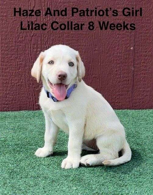 double-coated-labrador-retriever