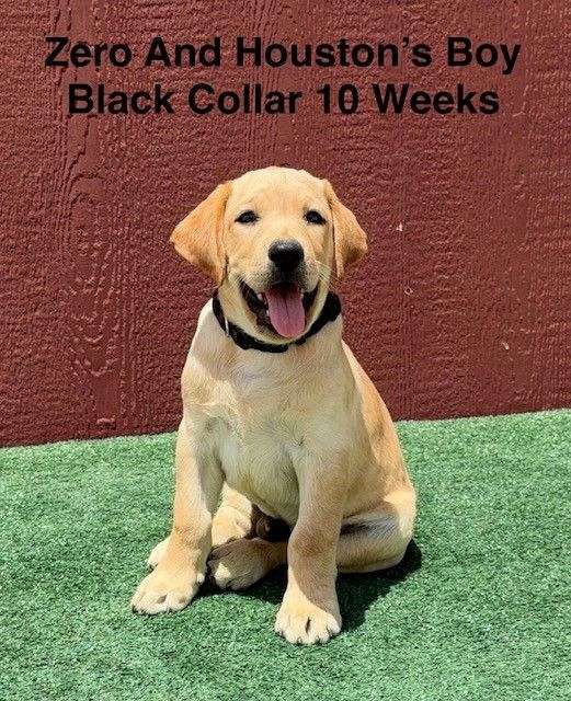 double-coated-labrador-retriever