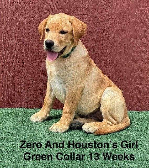 double-coated-labrador-retriever