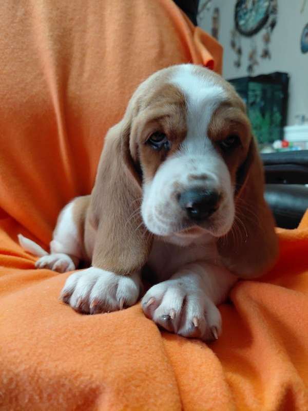 red-white-female-basset-hound