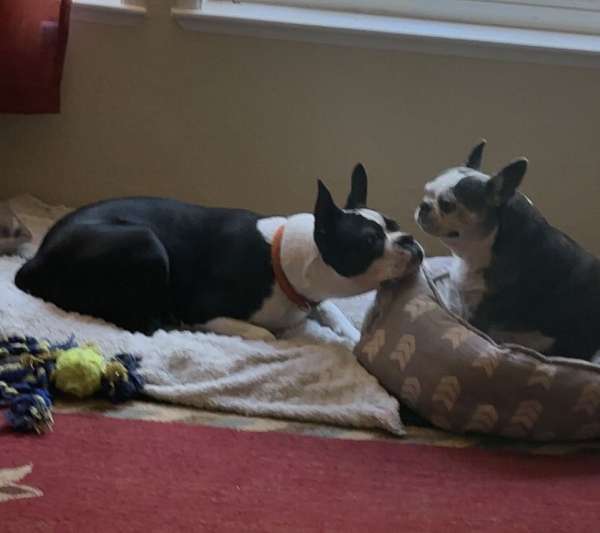 male-boston-terrier-dog