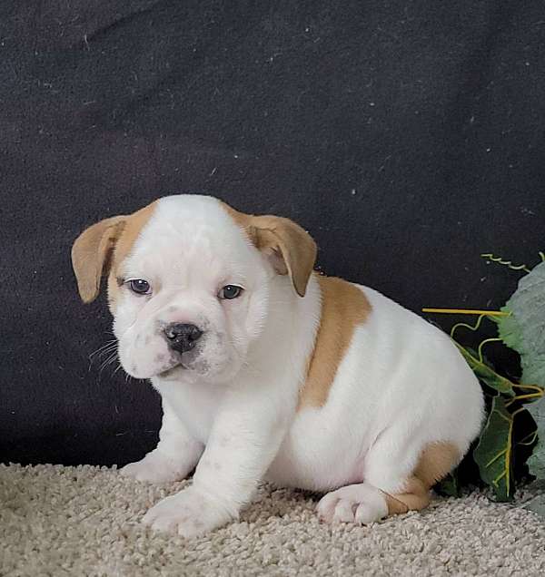 shaggy-english-bulldog