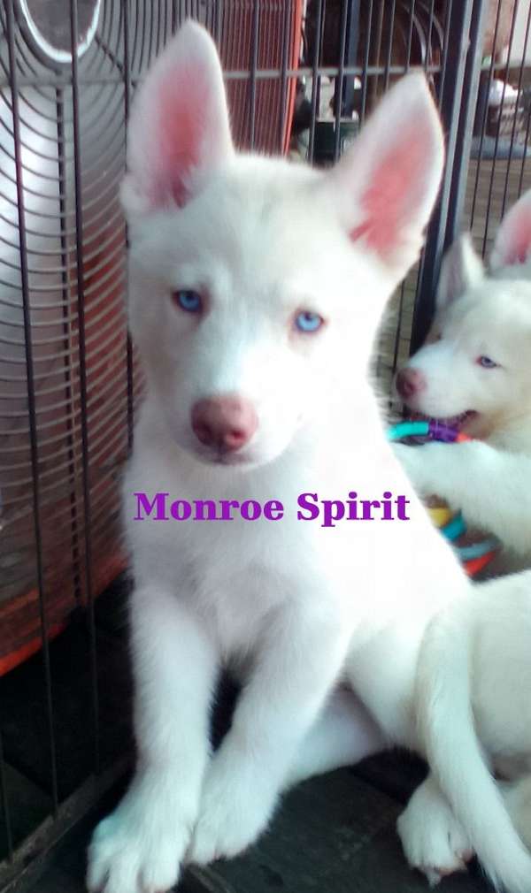double-coated-siberian-husky