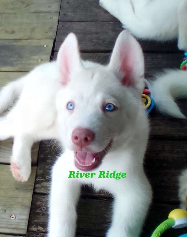 double-coated-siberian-husky