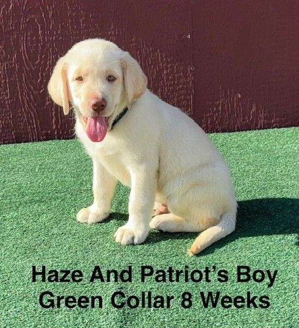 double-coated-labrador-retriever