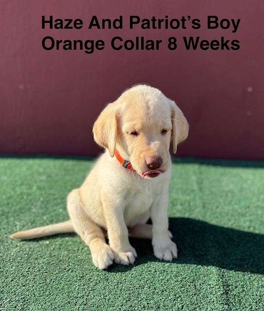 double-coated-labrador-retriever