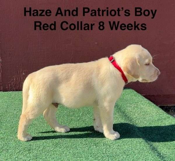 double-coated-labrador-retriever