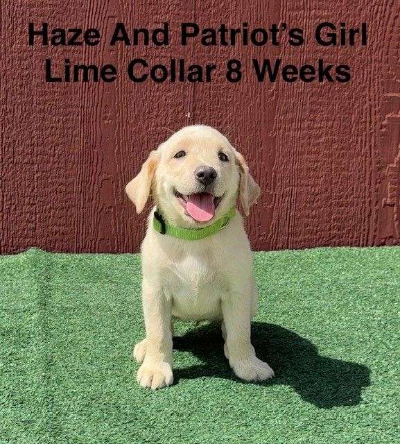 double-coated-labrador-retriever