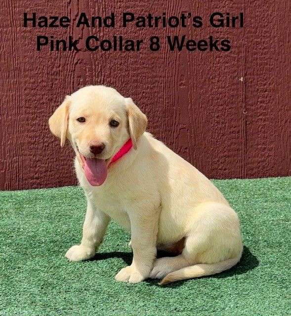 double-coated-labrador-retriever