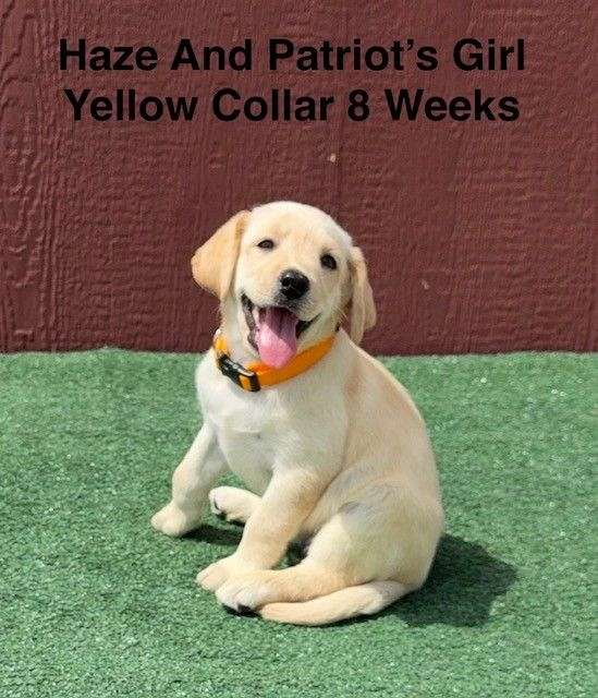 double-coated-labrador-retriever