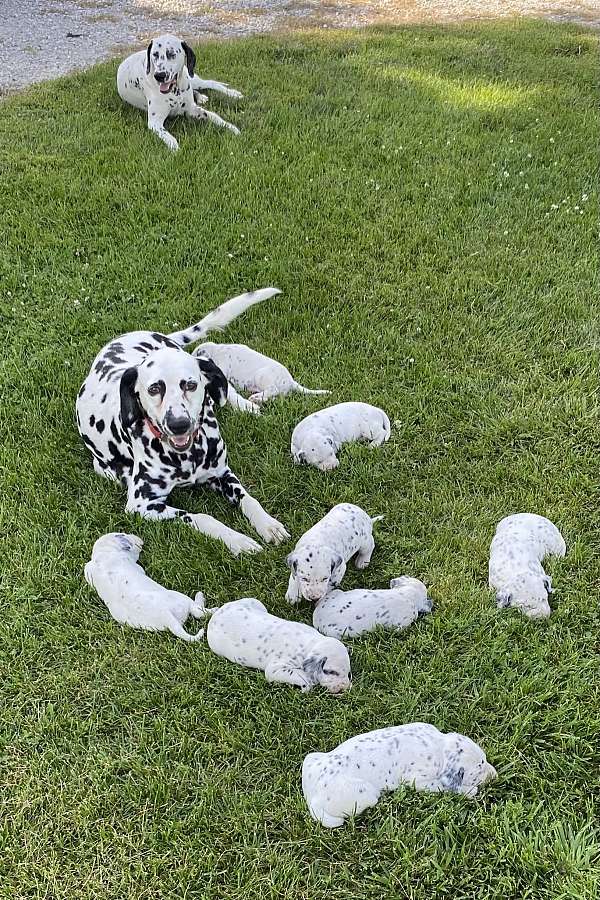 mixed-dalmatian-dog