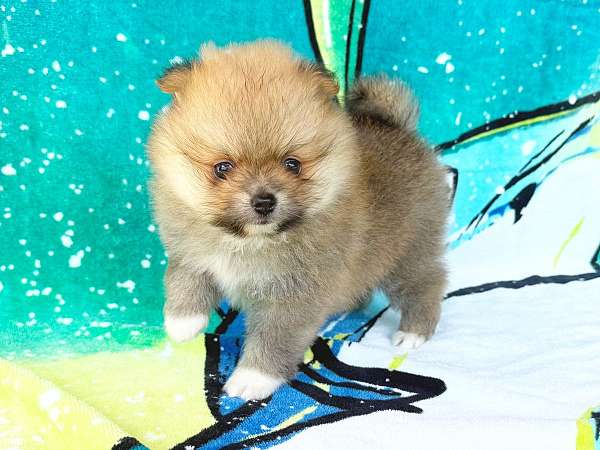 up-to-date-deworming-shots-dog