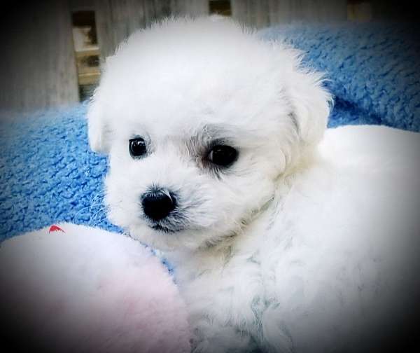 double-coated-bichon-frise