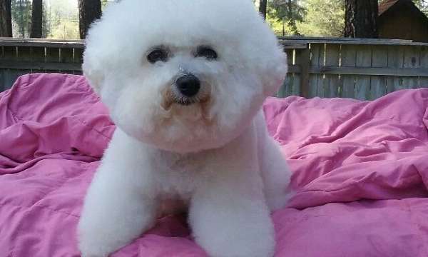 white-double-coated-bichon-frise