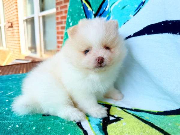 double-coated-pomeranian