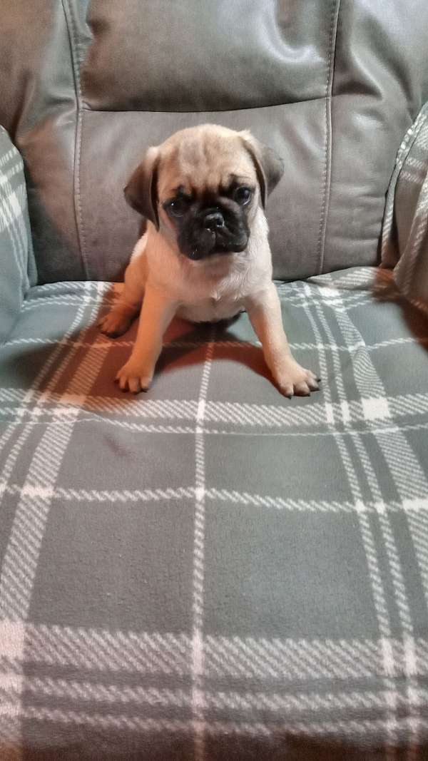 male-pug-puppy