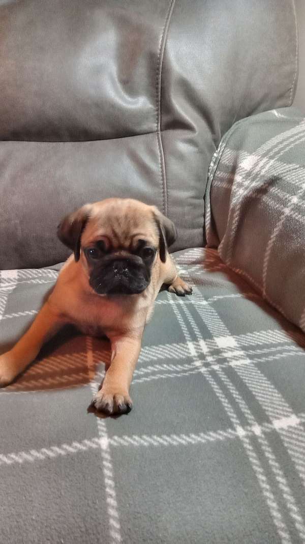 male-pug-puppy