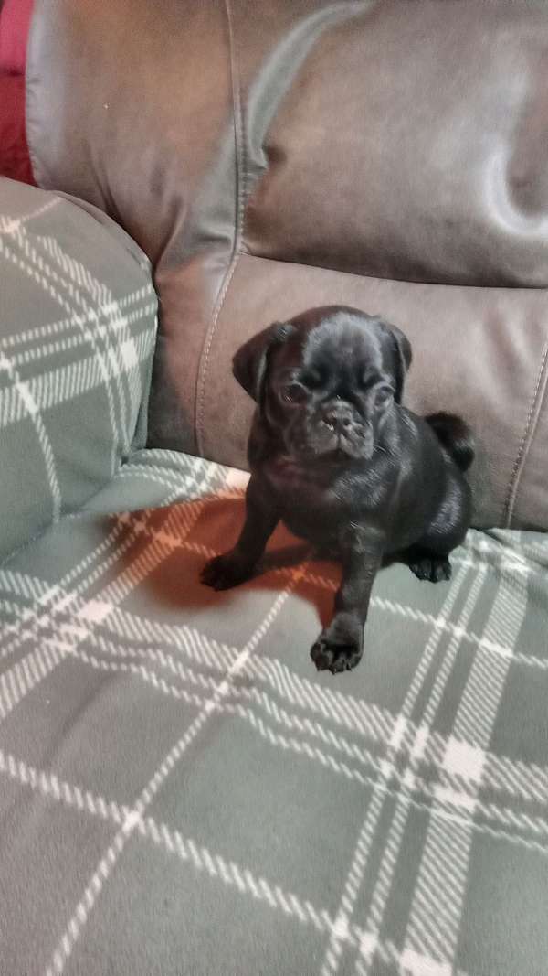 female-pug-puppy