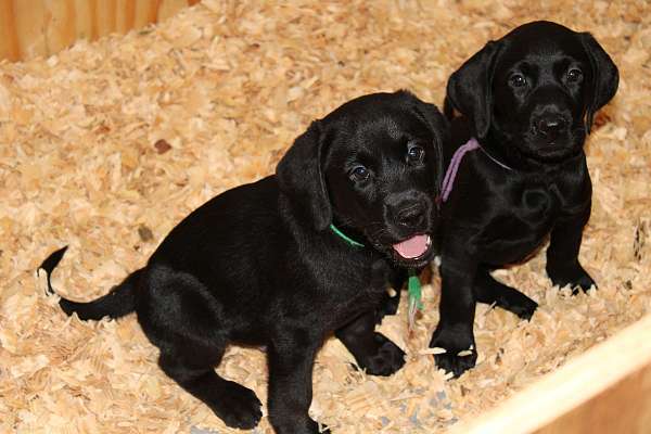 black-labrador-retriever