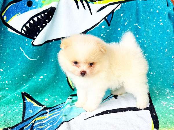 purebred-pomeranian-puppy