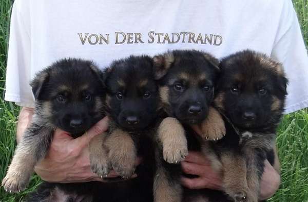 black-tan-male-dog