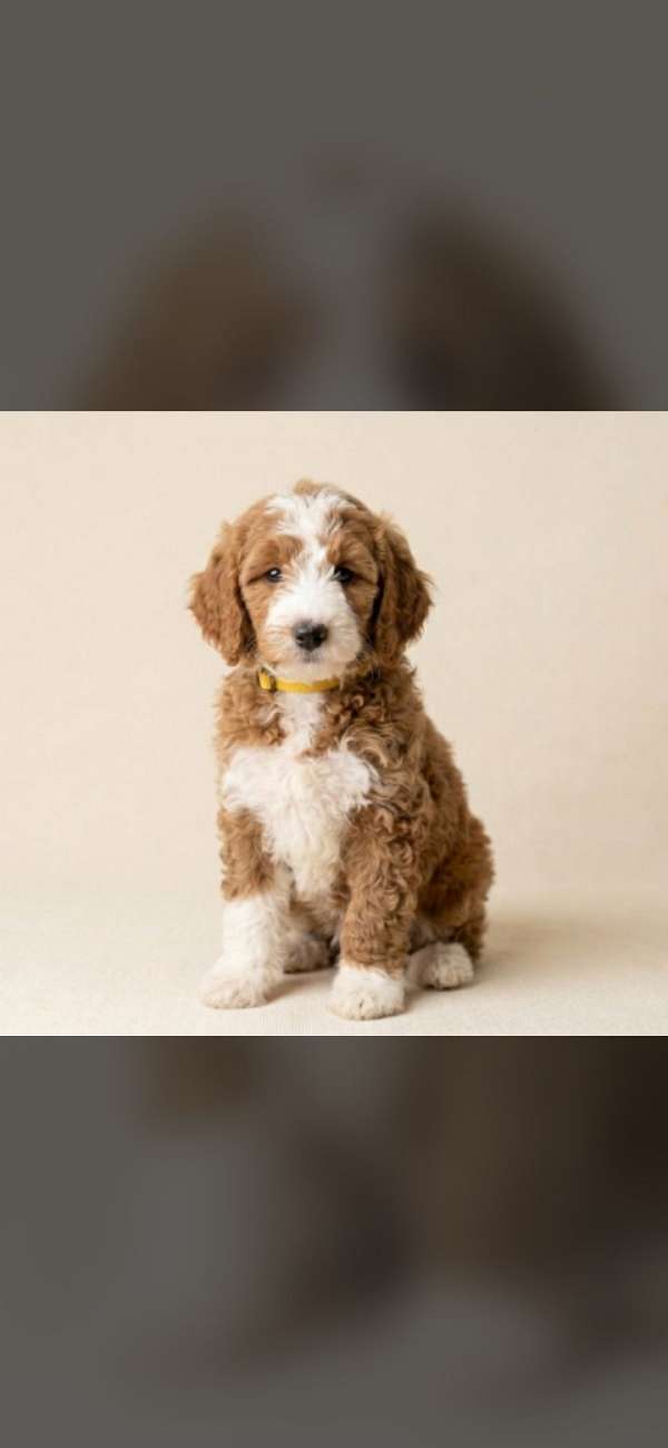 female-biscuit-white-hypoallergenic-miniature-goldendoodle