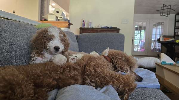 biscuit-white-female-miniature-goldendoodle