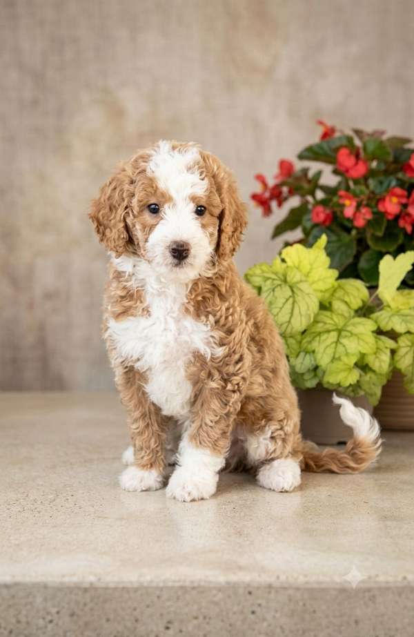 biscuit-white-small-miniature-goldendoodle