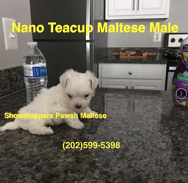 cheapest-price-dog