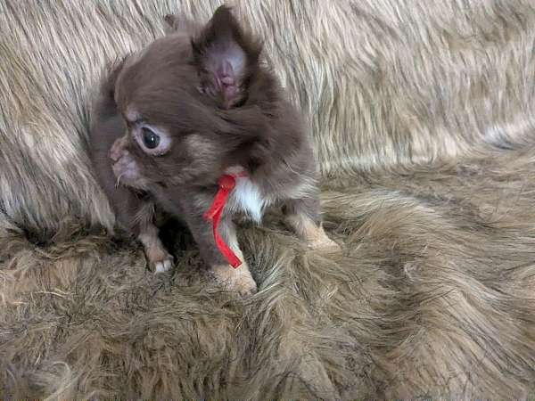 ruby-female-chihuahua
