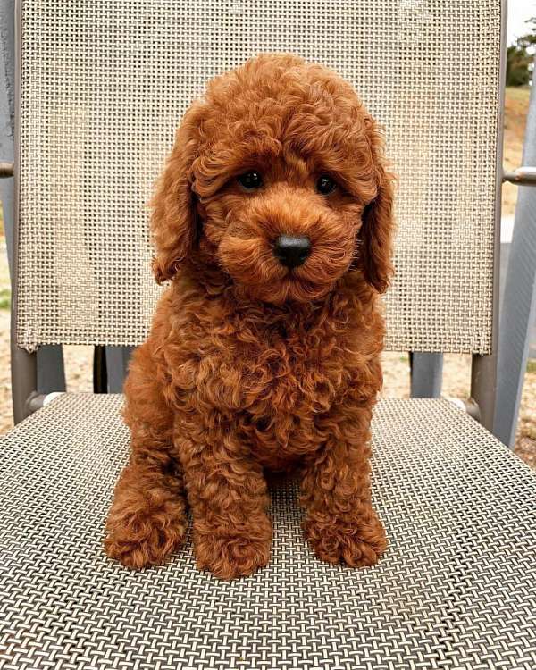 mixed-red-long-haired-toy-poodle