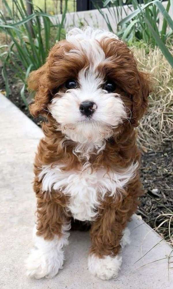 red-cavapoo